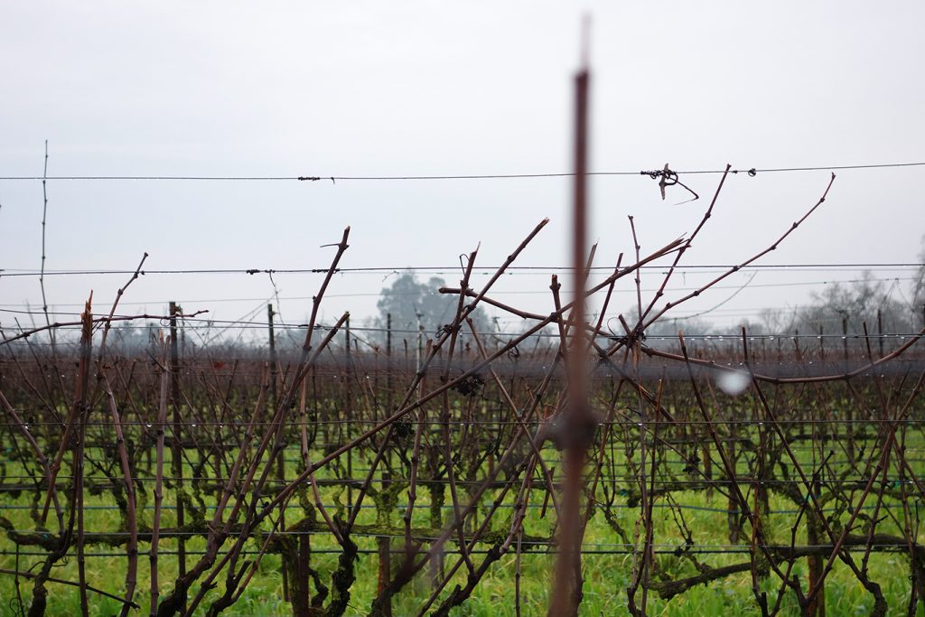 Sonoma 1397