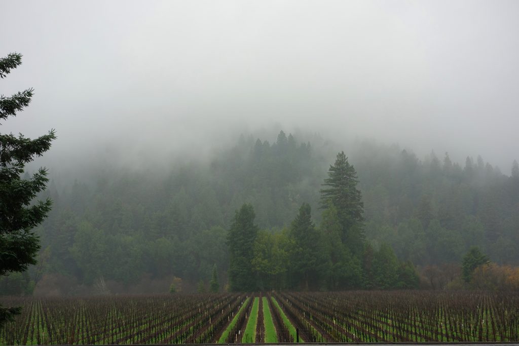 Vineyards in the Fog
