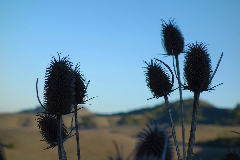 Thistles