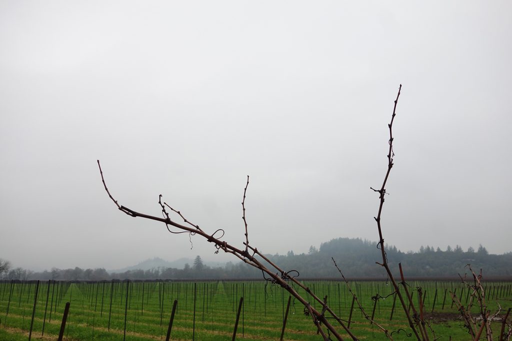 Sonoma 6568