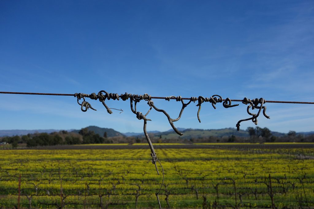 Sonoma 6674