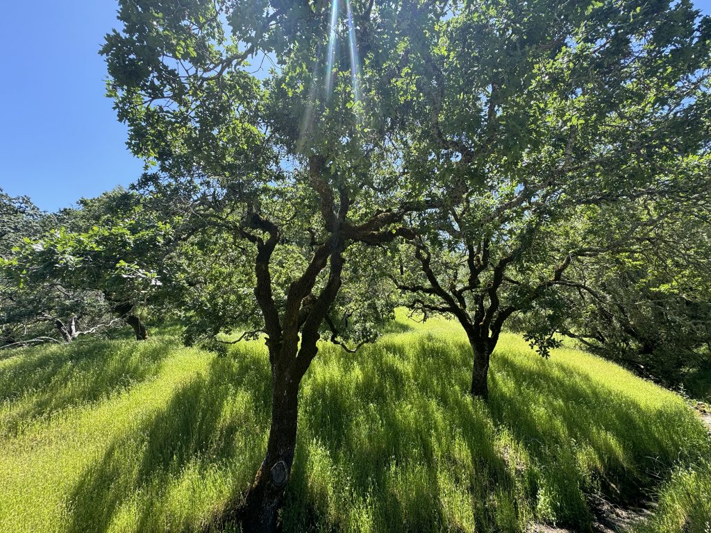 Sonoma 2107