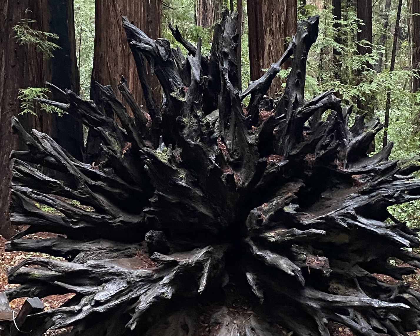 Guerneville 7381