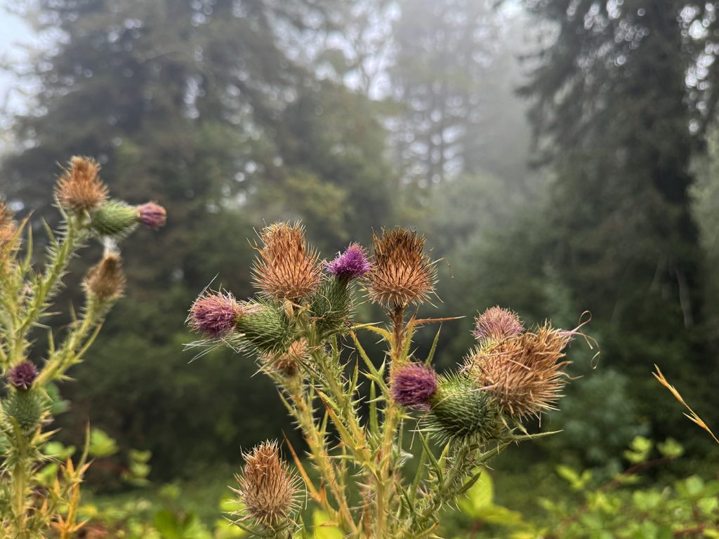 Thistles